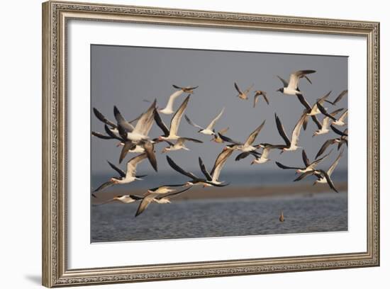 Black Skimmers, Bird on the Laguna Madre, Texas, USA-Larry Ditto-Framed Photographic Print