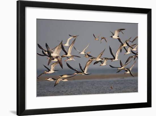 Black Skimmers, Bird on the Laguna Madre, Texas, USA-Larry Ditto-Framed Photographic Print