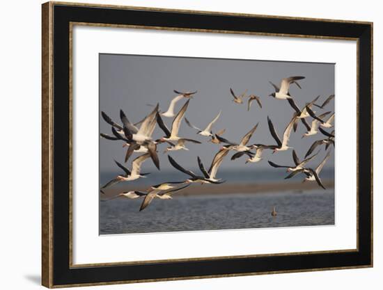 Black Skimmers, Bird on the Laguna Madre, Texas, USA-Larry Ditto-Framed Photographic Print