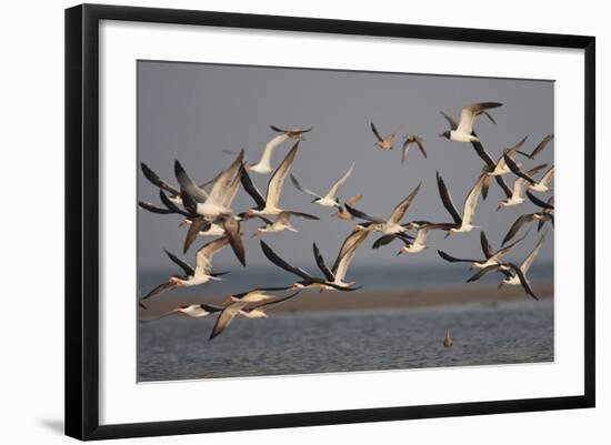 Black Skimmers, Bird on the Laguna Madre, Texas, USA-Larry Ditto-Framed Photographic Print