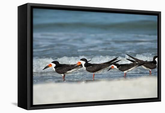 Black Skimmers Standing on Shore-Sheila Haddad-Framed Premier Image Canvas