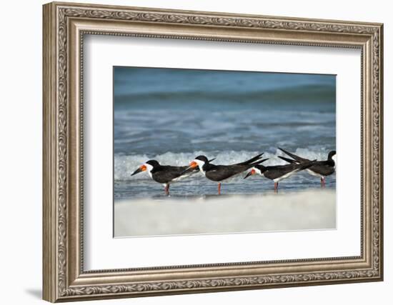 Black Skimmers Standing on Shore-Sheila Haddad-Framed Photographic Print