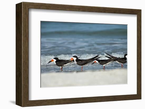 Black Skimmers Standing on Shore-Sheila Haddad-Framed Photographic Print