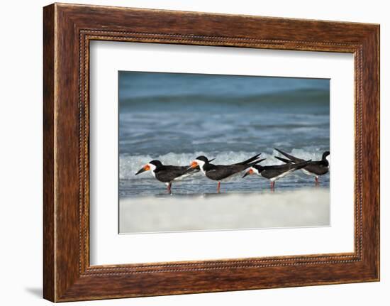 Black Skimmers Standing on Shore-Sheila Haddad-Framed Photographic Print