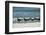 Black Skimmers Standing on Shore-Sheila Haddad-Framed Photographic Print