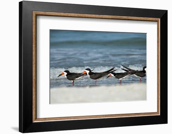 Black Skimmers Standing on Shore-Sheila Haddad-Framed Photographic Print