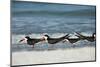 Black Skimmers Standing on Shore-Sheila Haddad-Mounted Photographic Print