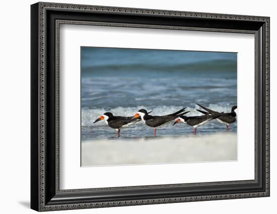 Black Skimmers Standing on Shore-Sheila Haddad-Framed Photographic Print