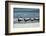 Black Skimmers Standing on Shore-Sheila Haddad-Framed Photographic Print