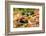 Black Snake in Defensive Posture in Florida-James White-Framed Photographic Print