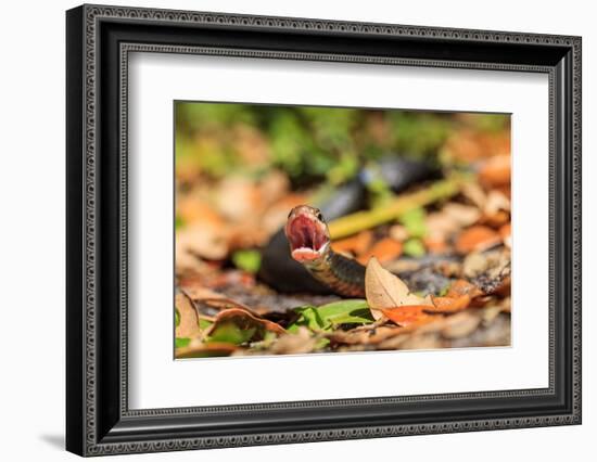 Black Snake in Defensive Posture in Florida-James White-Framed Photographic Print