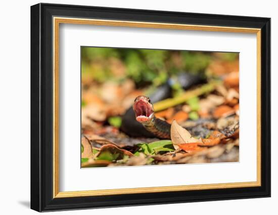 Black Snake in Defensive Posture in Florida-James White-Framed Photographic Print