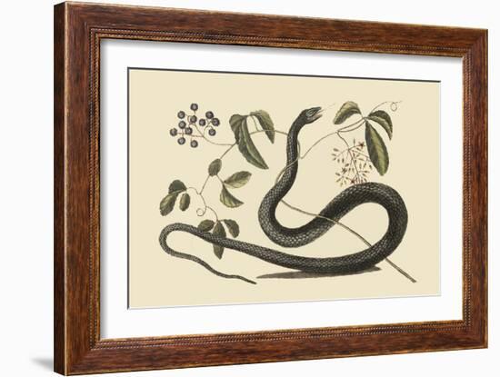 Black Snake-Mark Catesby-Framed Art Print