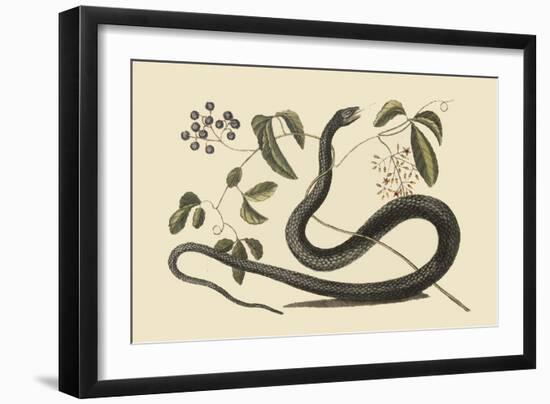 Black Snake-Mark Catesby-Framed Art Print