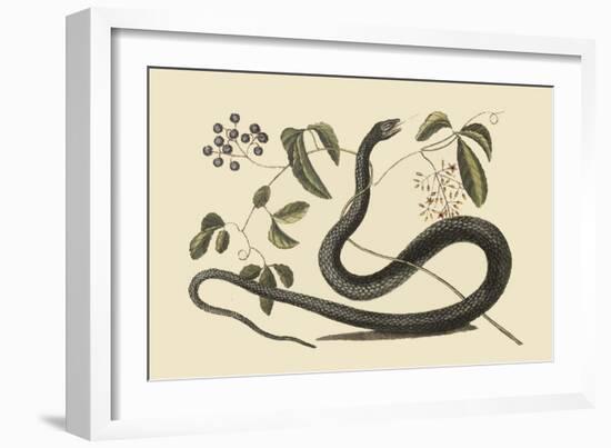 Black Snake-Mark Catesby-Framed Art Print