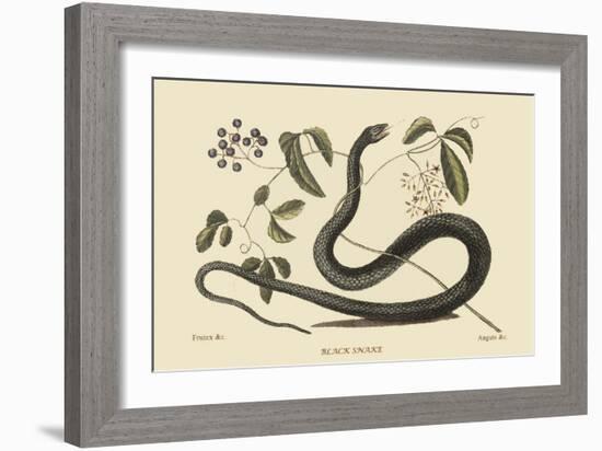 Black Snake-Mark Catesby-Framed Premium Giclee Print