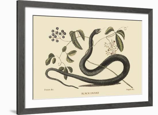 Black Snake-Mark Catesby-Framed Art Print