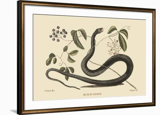 Black Snake-Mark Catesby-Framed Art Print