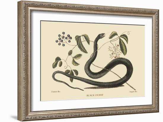 Black Snake-Mark Catesby-Framed Art Print