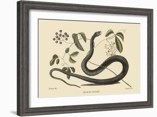 Black Snake-Mark Catesby-Framed Art Print