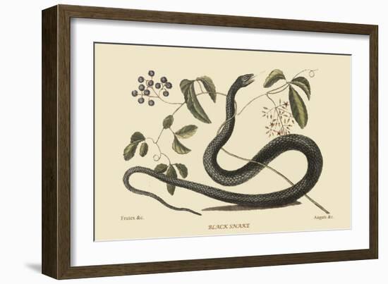 Black Snake-Mark Catesby-Framed Art Print