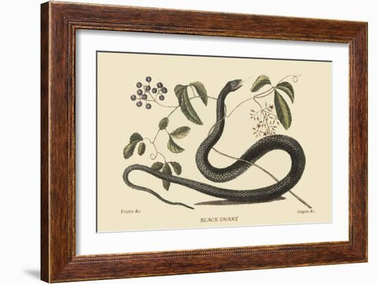 Black Snake-Mark Catesby-Framed Art Print