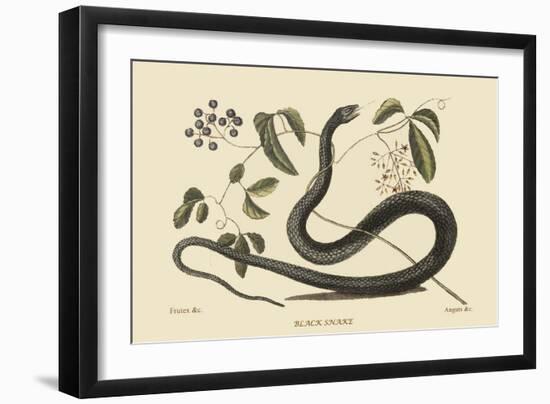 Black Snake-Mark Catesby-Framed Art Print