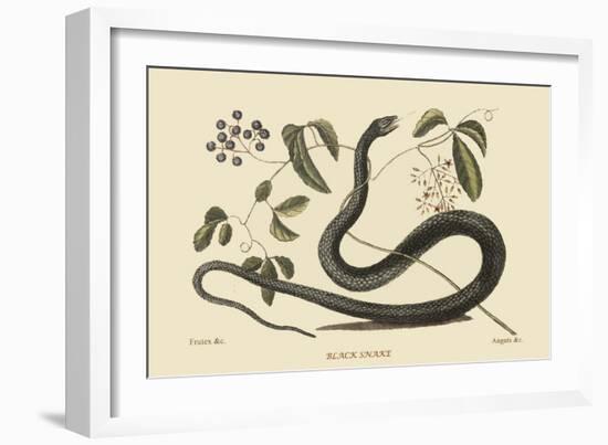 Black Snake-Mark Catesby-Framed Art Print