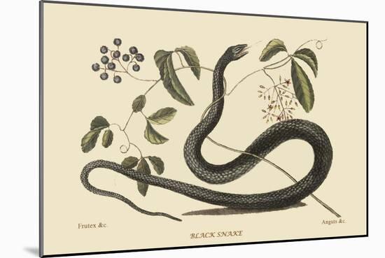 Black Snake-Mark Catesby-Mounted Art Print