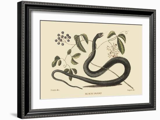 Black Snake-Mark Catesby-Framed Art Print