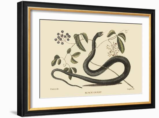 Black Snake-Mark Catesby-Framed Art Print