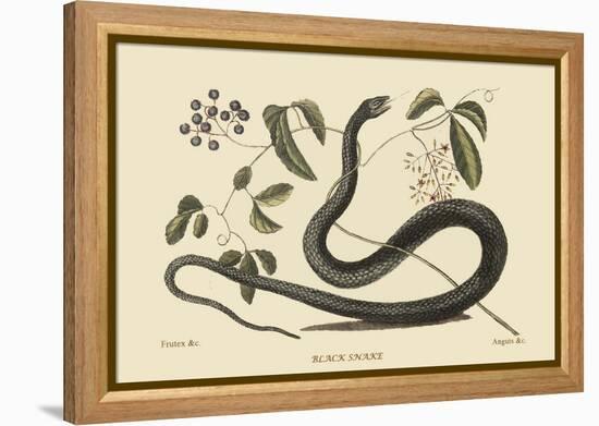 Black Snake-Mark Catesby-Framed Stretched Canvas