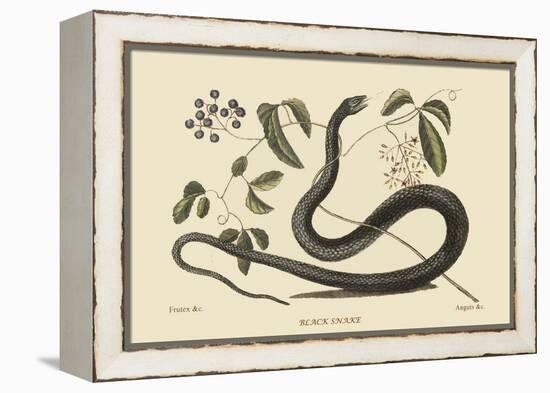 Black Snake-Mark Catesby-Framed Stretched Canvas