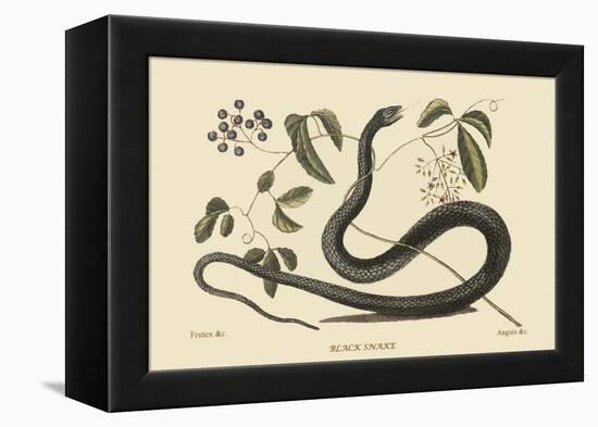 Black Snake-Mark Catesby-Framed Stretched Canvas