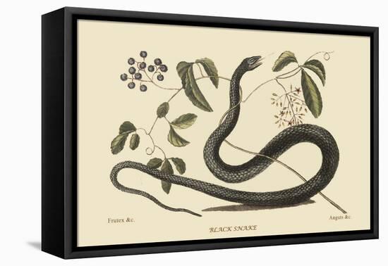 Black Snake-Mark Catesby-Framed Stretched Canvas