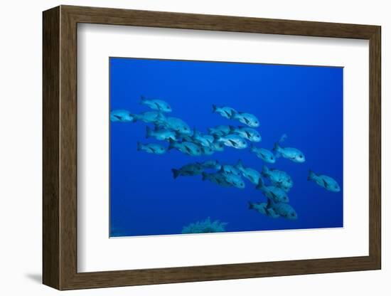 Black Snapper (Macolor Niger)-Reinhard Dirscherl-Framed Photographic Print