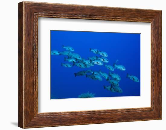 Black Snapper (Macolor Niger)-Reinhard Dirscherl-Framed Photographic Print