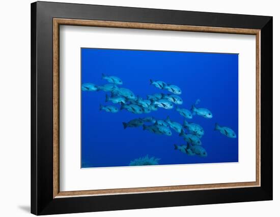 Black Snapper (Macolor Niger)-Reinhard Dirscherl-Framed Photographic Print