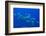 Black Snapper (Macolor Niger)-Reinhard Dirscherl-Framed Photographic Print