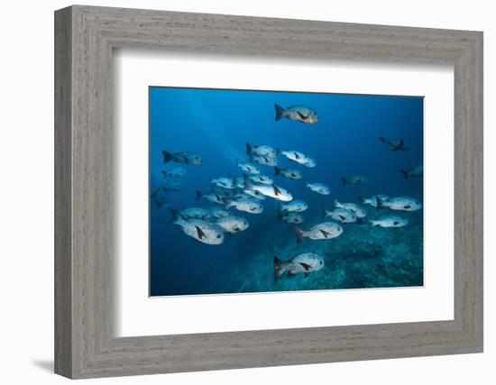 Black Snapper (Macolor Niger)-Reinhard Dirscherl-Framed Photographic Print