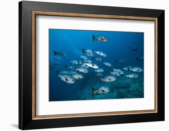 Black Snapper (Macolor Niger)-Reinhard Dirscherl-Framed Photographic Print