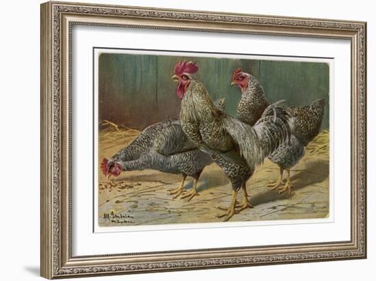 Black-Speckled Cock and Hens, Probably Silver-Laced Wyandottes-A. Schonian-Framed Art Print