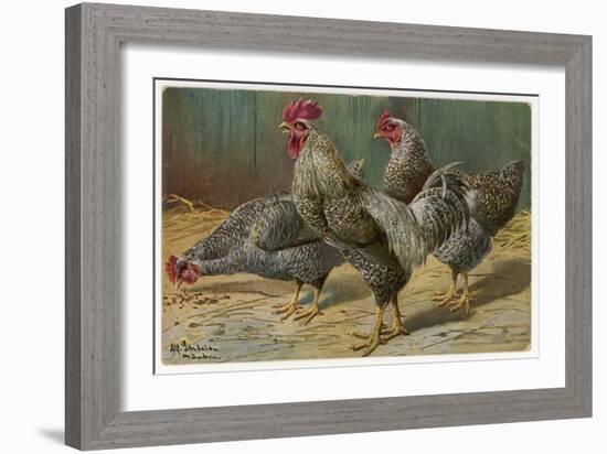 Black-Speckled Cock and Hens, Probably Silver-Laced Wyandottes-A. Schonian-Framed Art Print