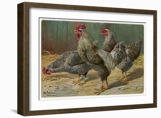 Black-Speckled Cock and Hens, Probably Silver-Laced Wyandottes-A. Schonian-Framed Art Print