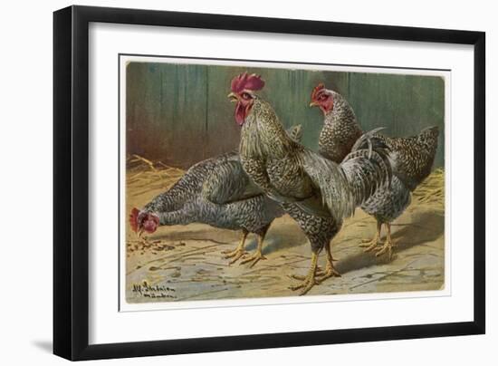 Black-Speckled Cock and Hens, Probably Silver-Laced Wyandottes-A. Schonian-Framed Art Print