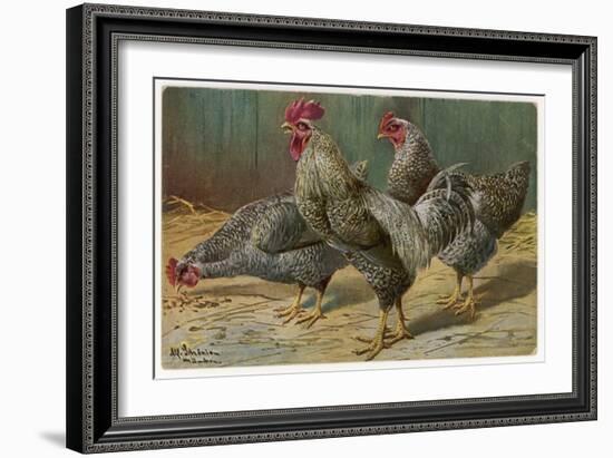 Black-Speckled Cock and Hens, Probably Silver-Laced Wyandottes-A. Schonian-Framed Art Print