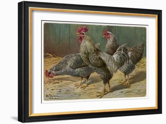 Black-Speckled Cock and Hens, Probably Silver-Laced Wyandottes-A. Schonian-Framed Art Print