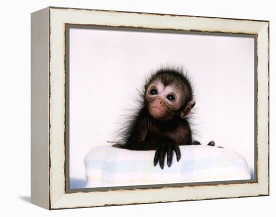 Black Spider Monkey Pedro at Colchester Zoo, 1994-null-Framed Premier Image Canvas