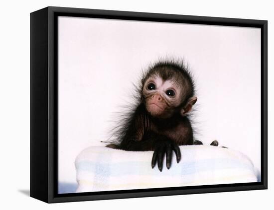 Black Spider Monkey Pedro at Colchester Zoo, 1994-null-Framed Premier Image Canvas