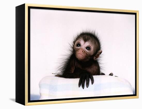 Black Spider Monkey Pedro at Colchester Zoo, 1994-null-Framed Premier Image Canvas